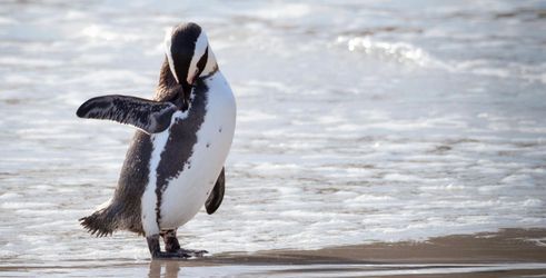 Boulders Beach